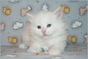 Female Siberian Kitten from Deedlebug Siberians